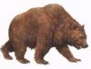 Cave Bear