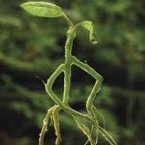 Bowtruckle44