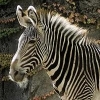 Lego_Zebra