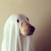 GhostDog